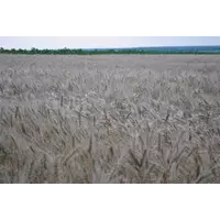 семена озимой пшеницы, сорт Княгиня Ольга