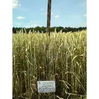 семена озимой пшеницы сорт Кубус