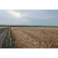 семена озимой пшеницы, сорт для зоны Степь "Кольчуга"