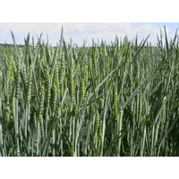 семена озимой пшеницы новый сорт Арктис